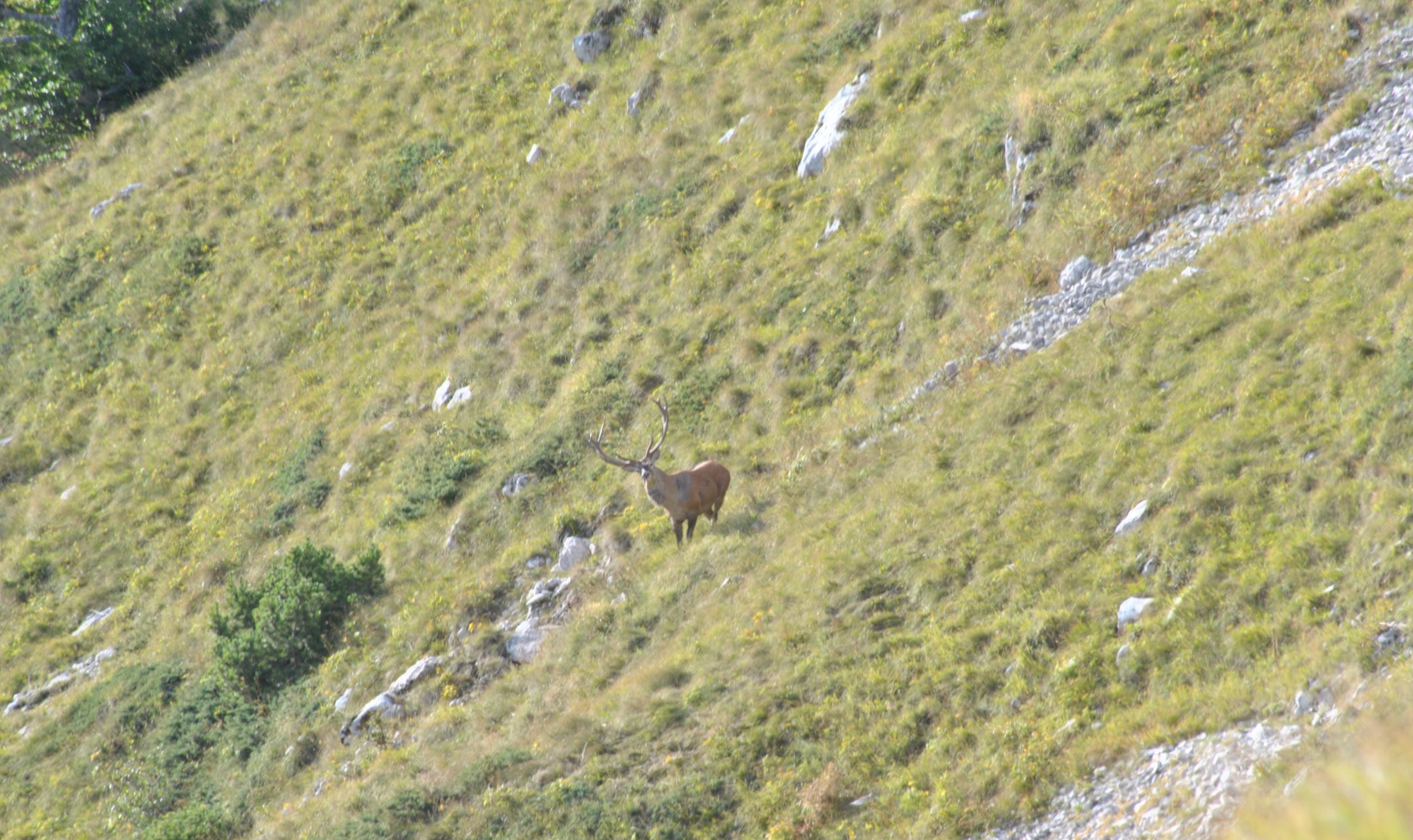 Alla Ricerca del Bramito del Cervo